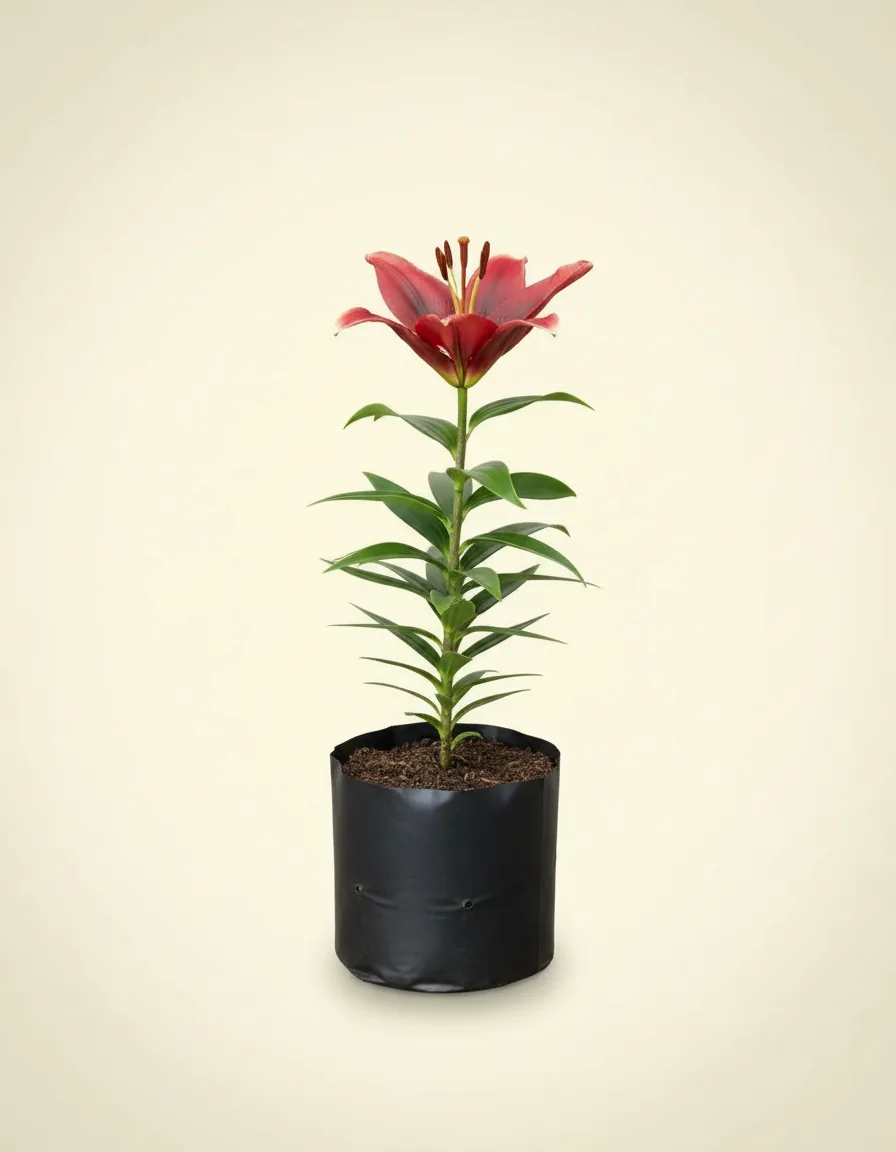 Lilium Casablanca 3