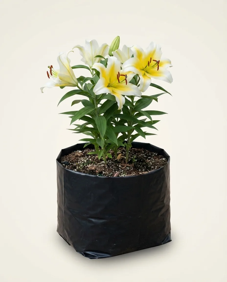 Lilium Casablanca 5