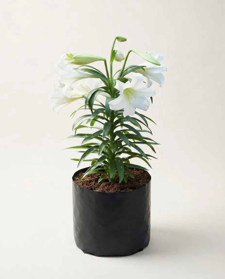 Lilium (Lilium sp.) live botanical specimen