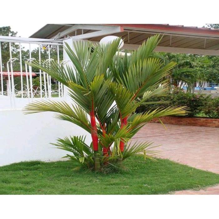 Lipstick Palm 20 30Cm (Lipstick palm) live botanical specimen