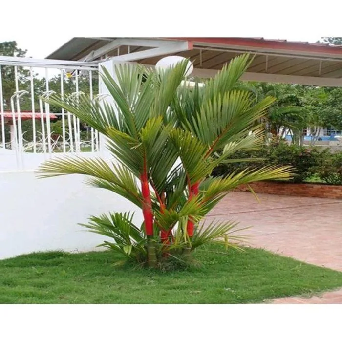 Lipstick Palm 20 30Cm
