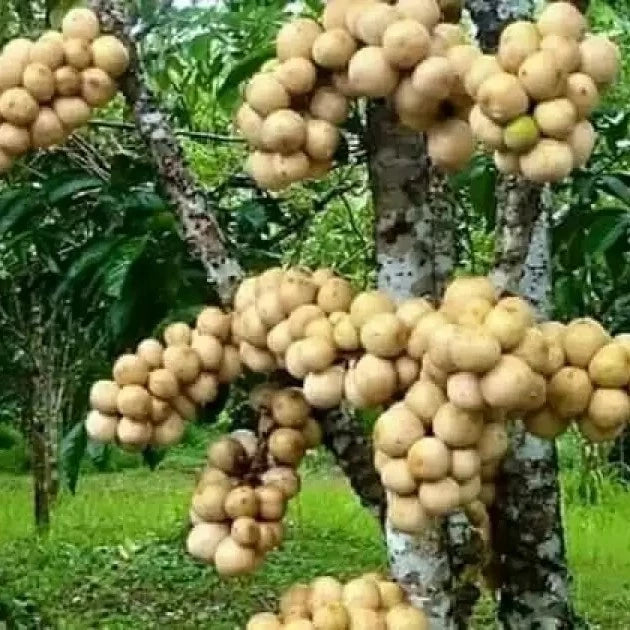 Long Murbey (Long murbey) live botanical specimen