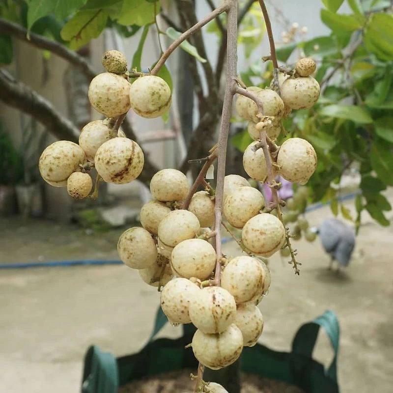 Longan Durian Aroma (Longan durian) live botanical specimen