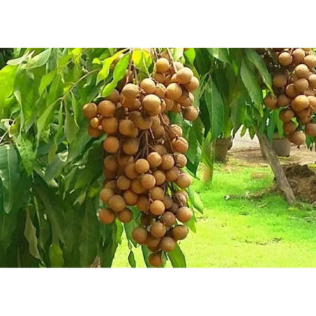 Longan Itoh