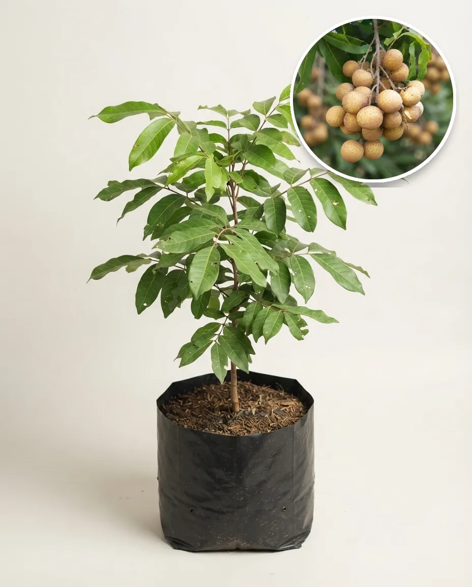 Longan Matalada