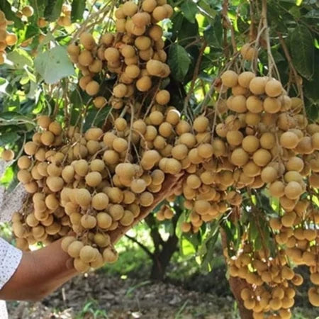 Longan New Kristal