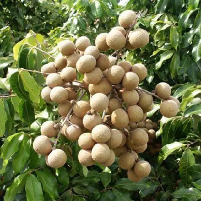 Longan Pingpong