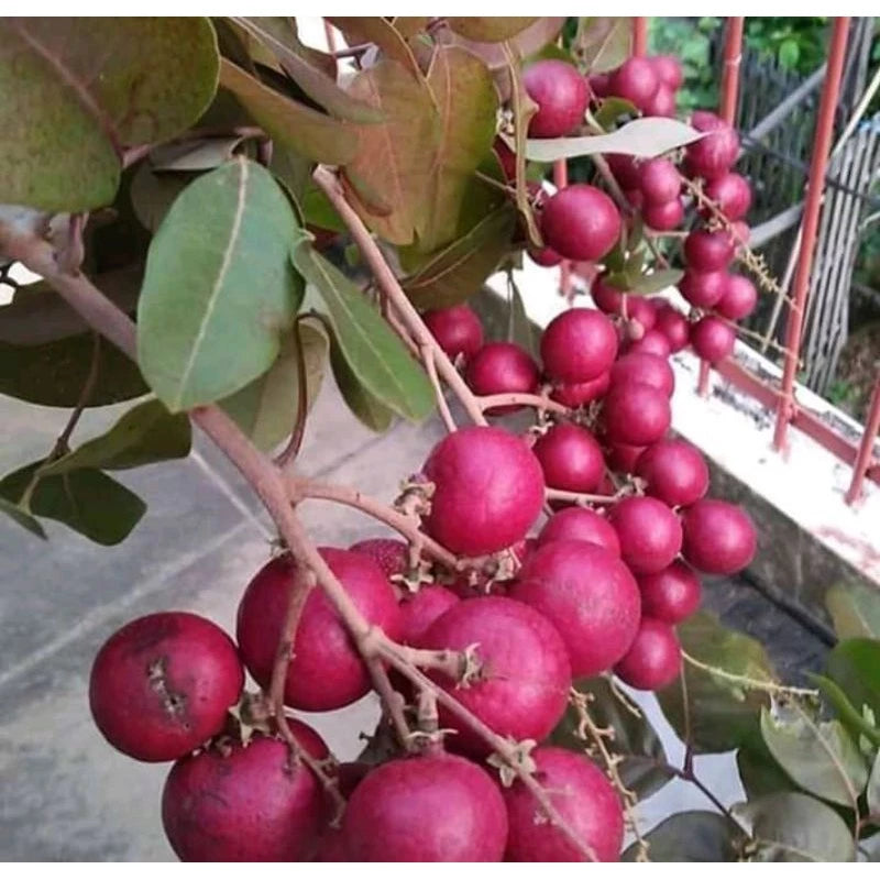 Longan Red (Longan red) live botanical specimen