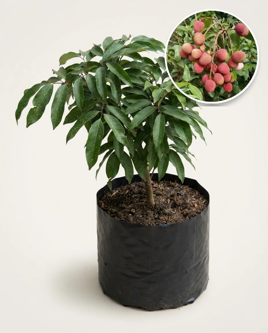 Lychee Red (Lychee red) live botanical specimen