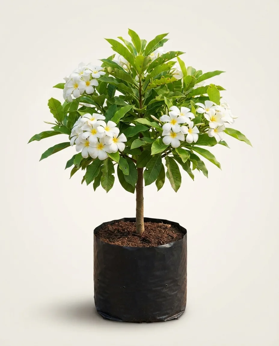 Magnolia Champaca (Magnolia champaca) live botanical specimen
