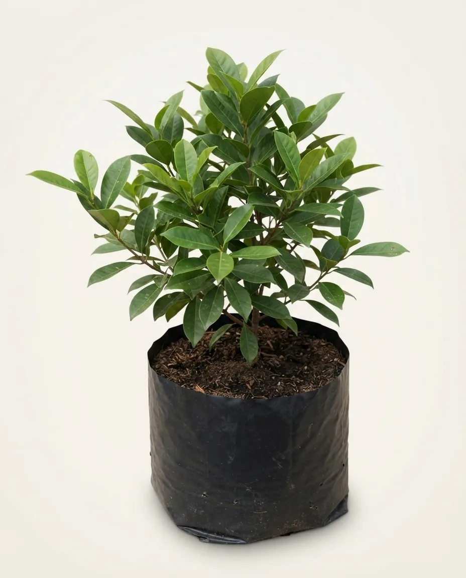 Magnolia Liliifera White