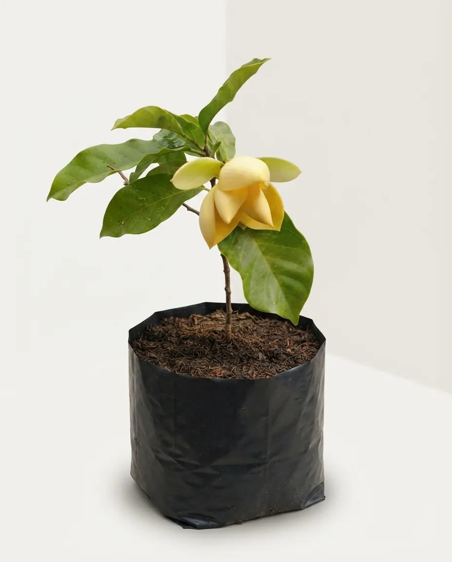 Magnolia Liliifera Yellow