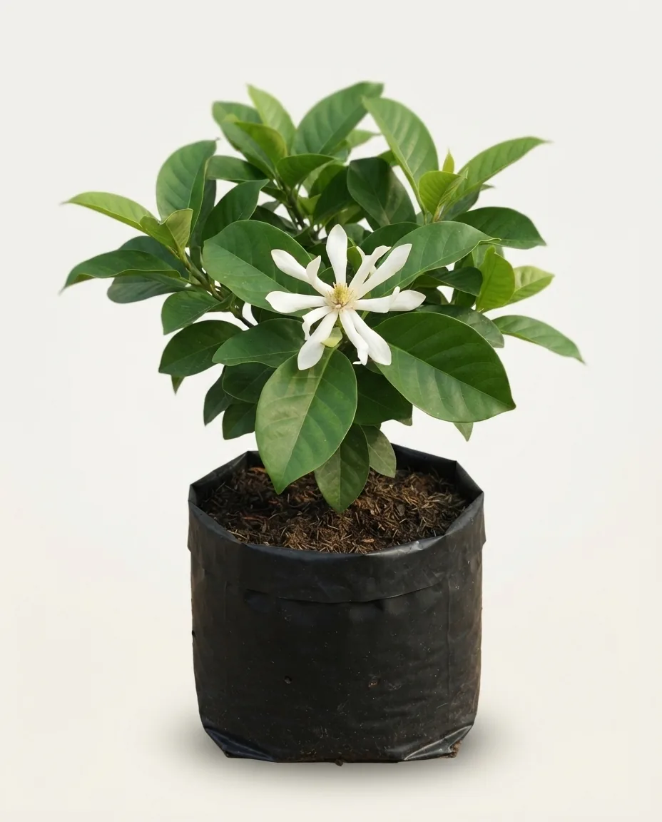 Magnolia X Alba