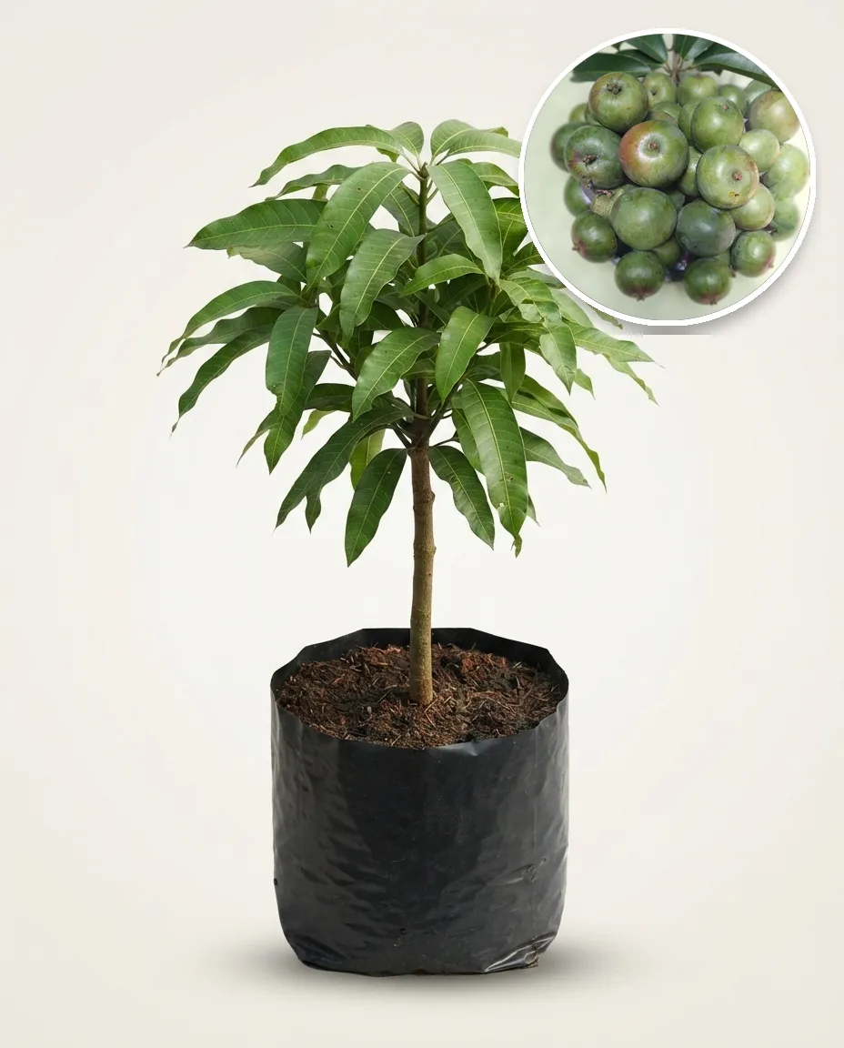 Mango Apel (Mango apel) live botanical specimen