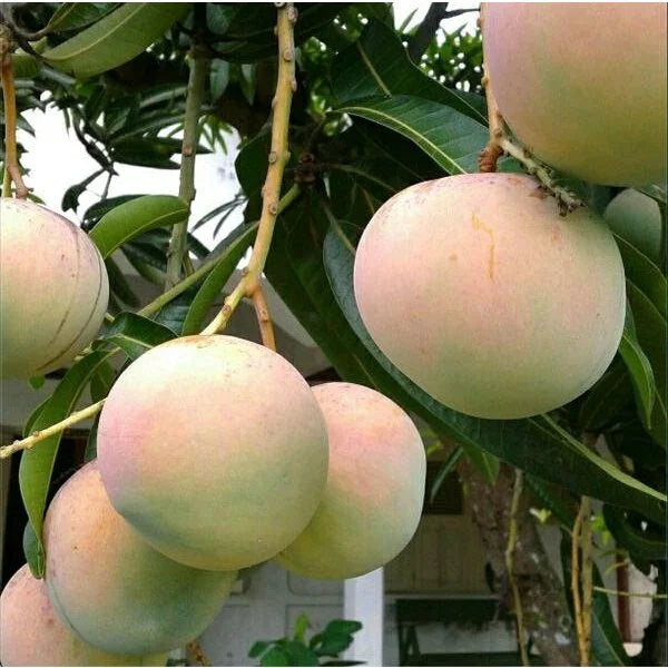 Mango Apple (Mango apple) live botanical specimen