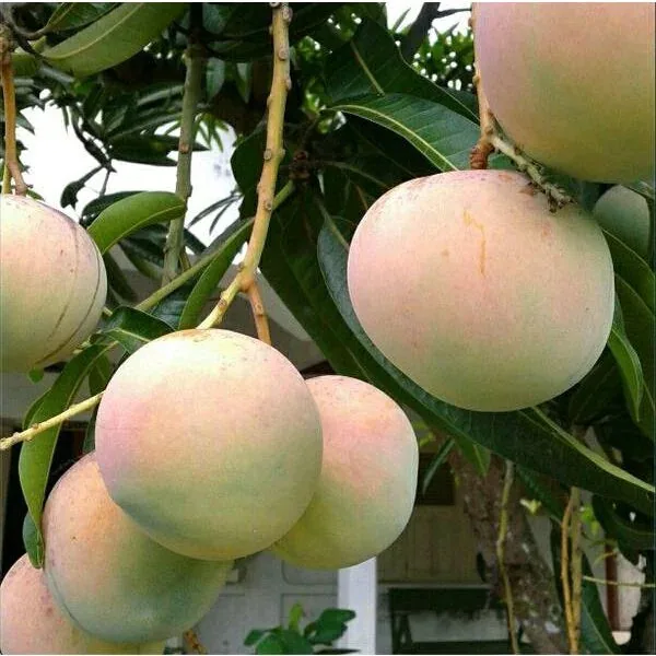 Mango Apple