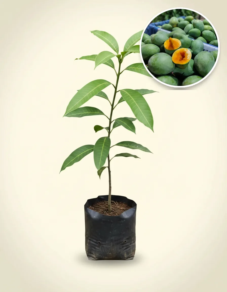 Mango Avocado 2 (Mango avocado) live botanical specimen