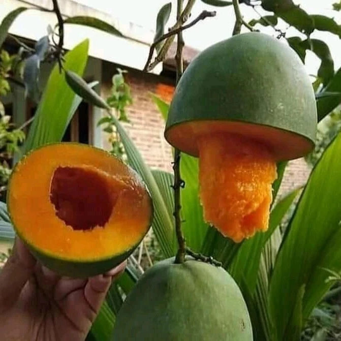 Mango Avocado (Mango avocado) live botanical specimen