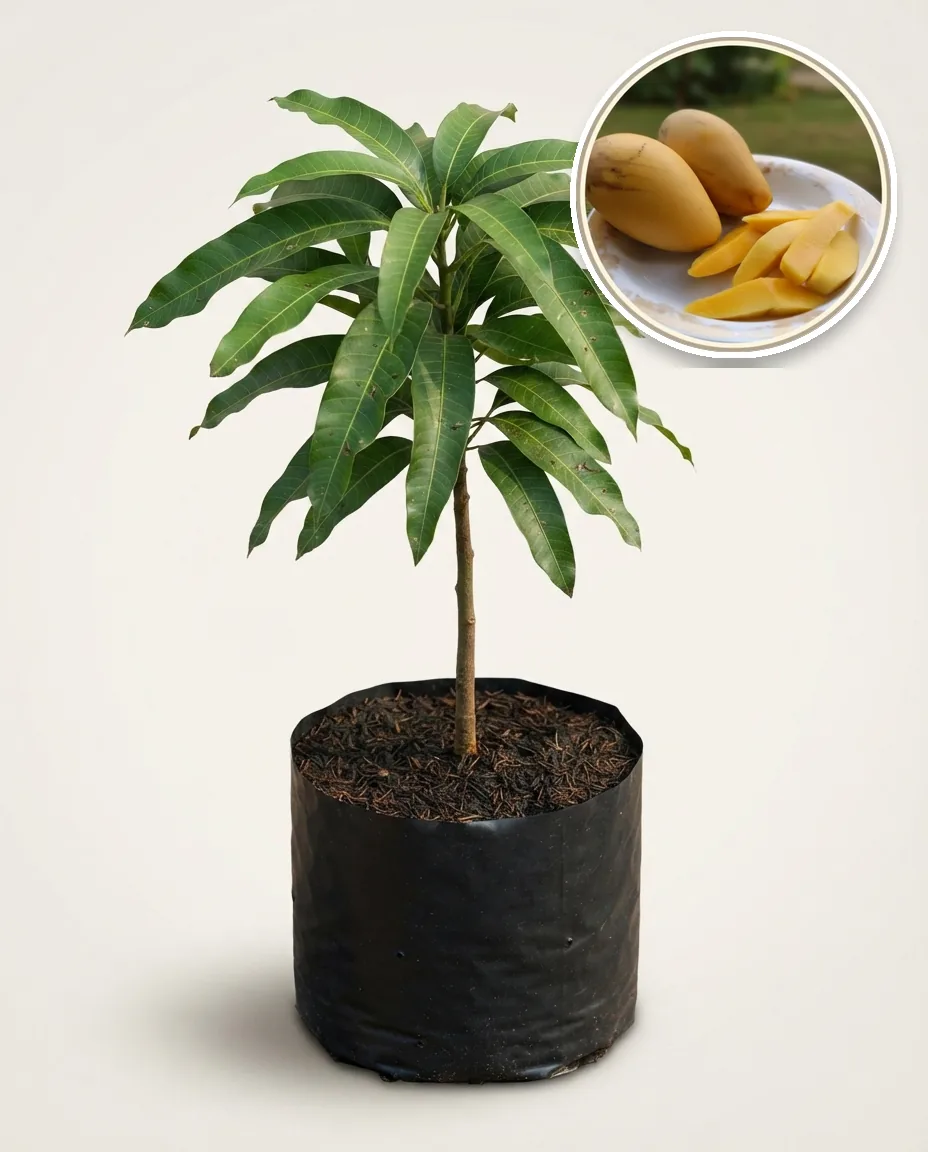 Mango Choknan 2 (Mango choknan) live botanical specimen
