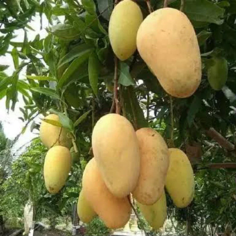 Mango Choknan (Mango choknan) live botanical specimen