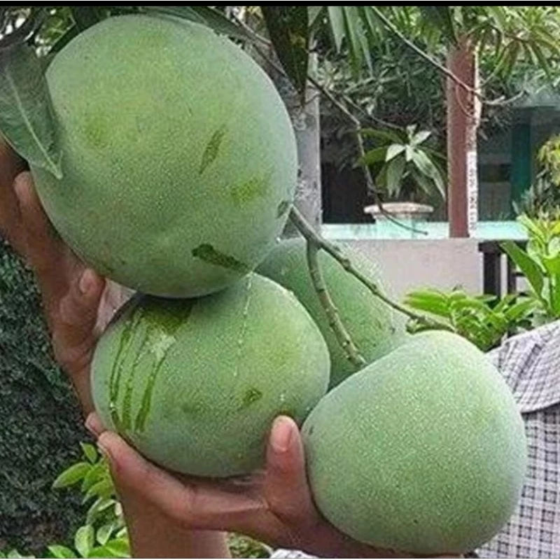 Mango Coconut 30 50Cm (Mango coconut) live botanical specimen