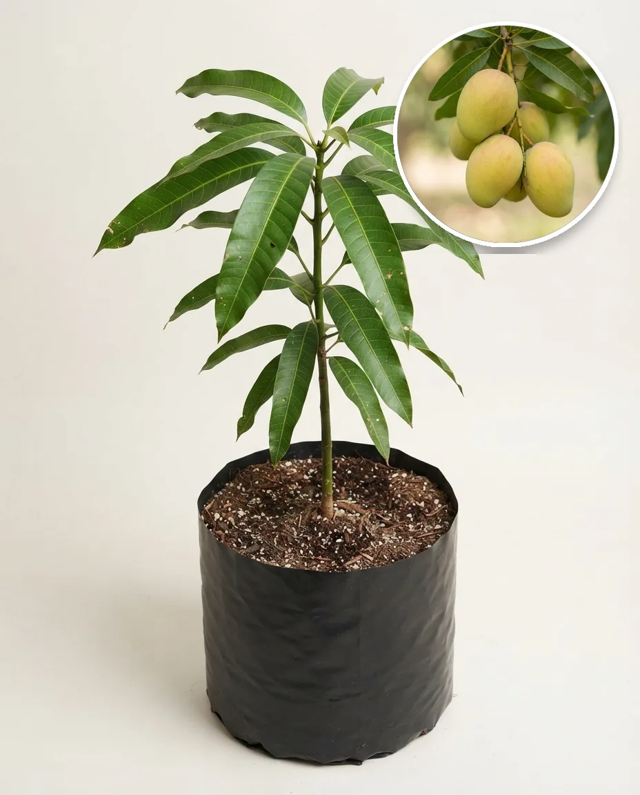 Mango Coconut (Mango coconut) live botanical specimen