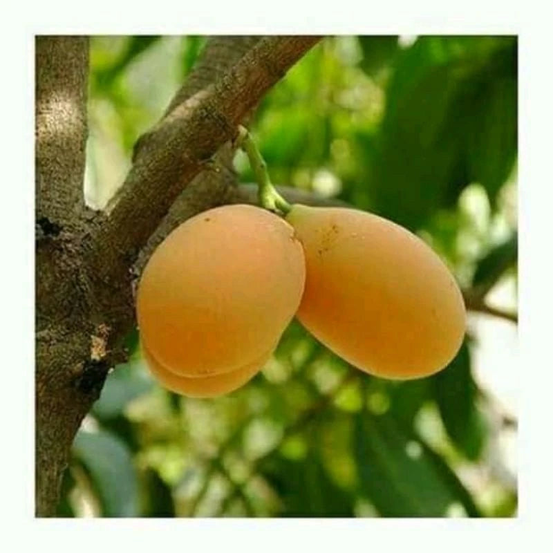 Mango Gandaria Thailand 30 50Cm (Mango gandaria) live botanical specimen