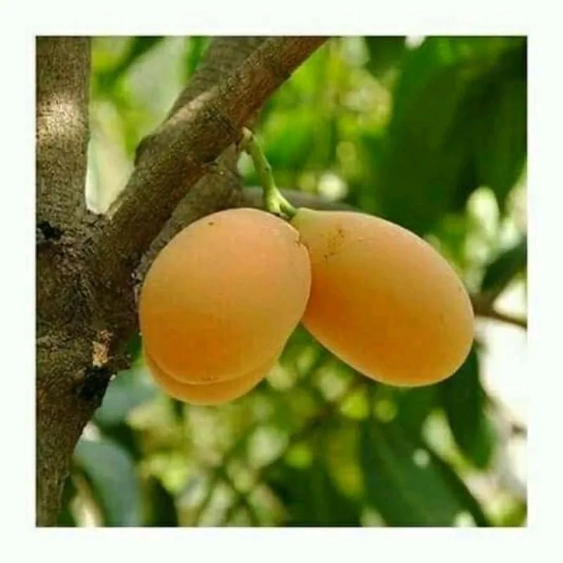 Mango Gandaria Thailand 30 50Cm