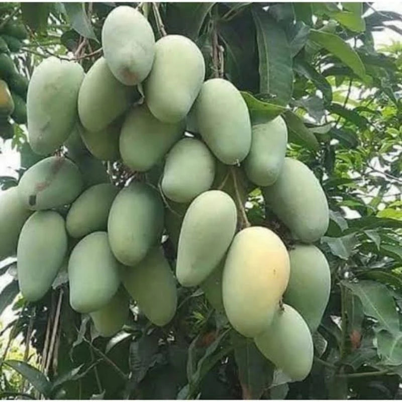 Mango Harum Manis 30 50Cm (Mango harum) live botanical specimen