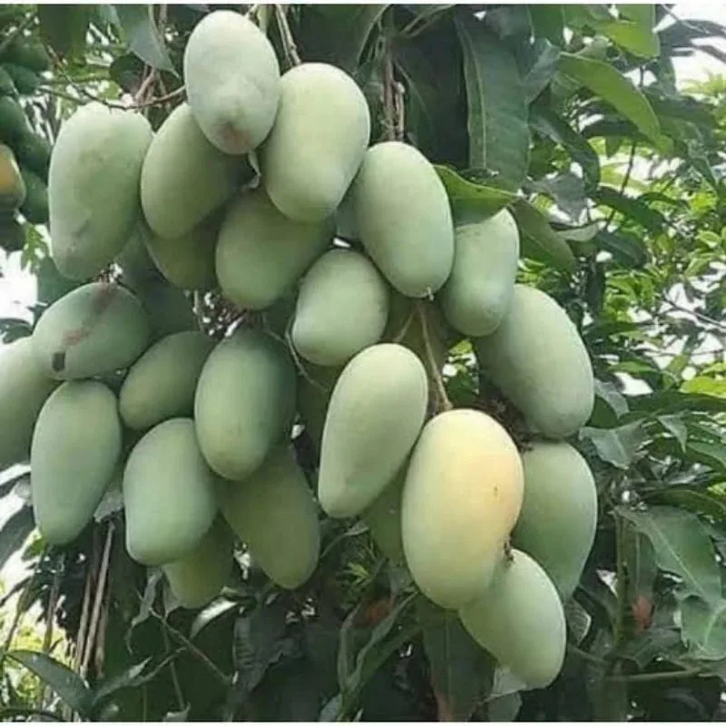 Mango Harum Manis 30 50Cm