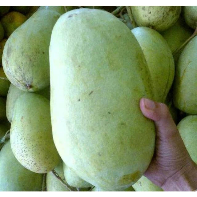 Mango Indramayu 30 50Cm (Mango indramayu) live botanical specimen