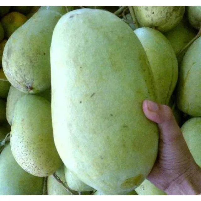 Mango Indramayu 30 50Cm