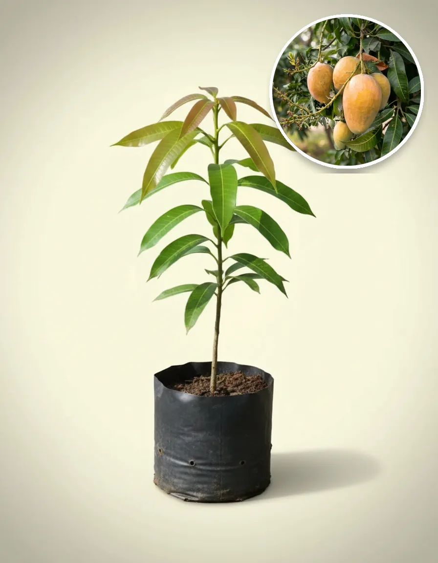 Mango Indramayu (Mango indramayu) live botanical specimen