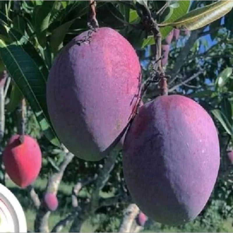 Mango Irwin 30 50Cm (Mango irwin) live botanical specimen