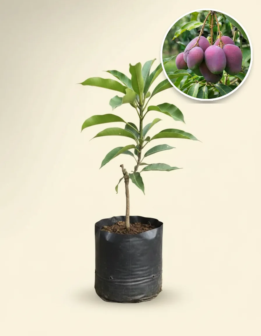 Mango Irwin (Mango irwin) live botanical specimen