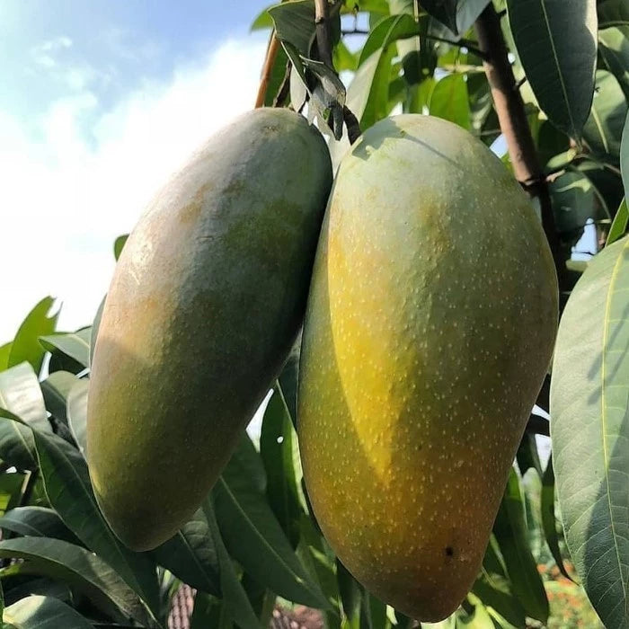 Mango Kiojay 30 50Cm (Mango kiojay) live botanical specimen