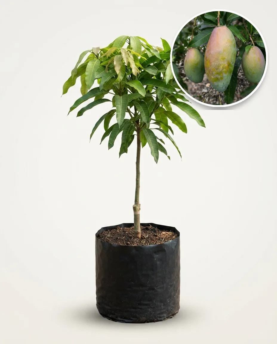 Mango Kiojay