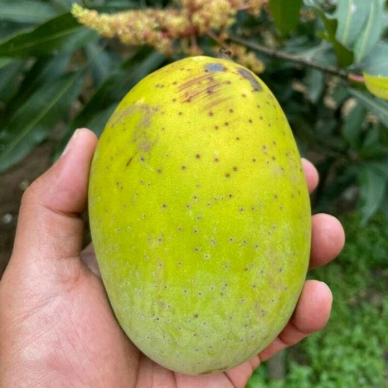 Mango Kweni 30 50Cm (Mango kweni) live botanical specimen