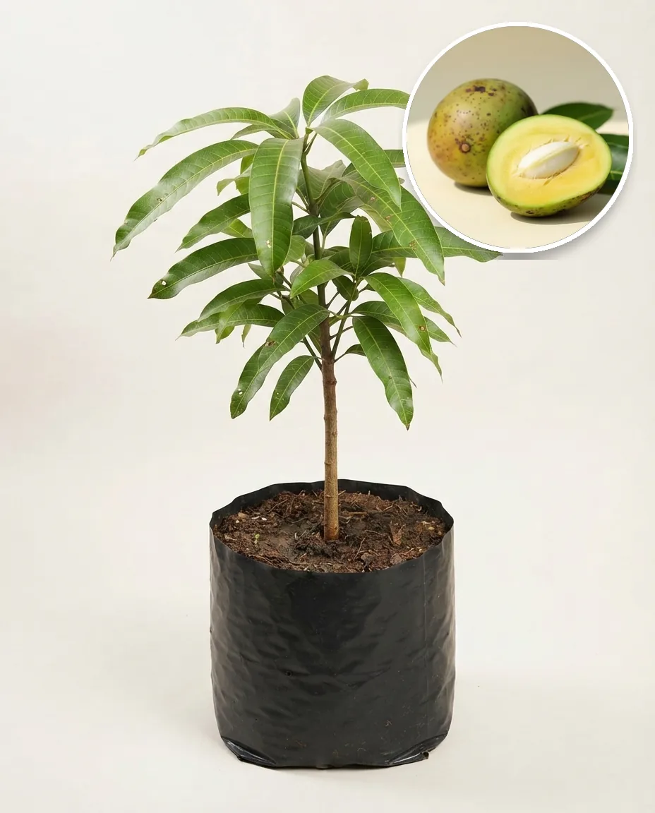 Mango Kweni