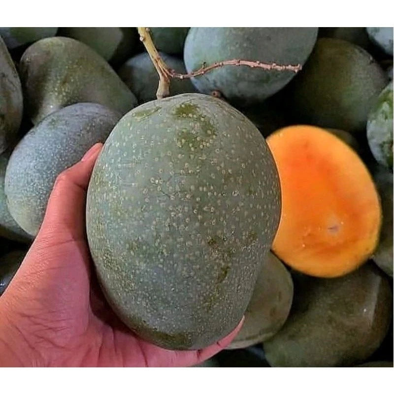 Mango Madu 30 50Cm (Mango madu) live botanical specimen