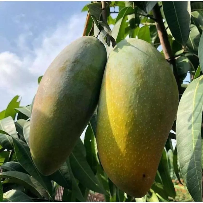 Mango Mahatir 30 50Cm (Mango mahatir) live botanical specimen