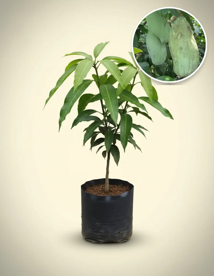 Mango Mahatir