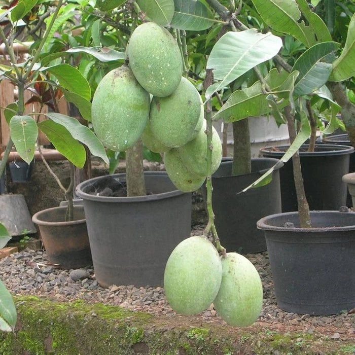 Mango Manalagi 30 50Cm (Mango manalagi) live botanical specimen