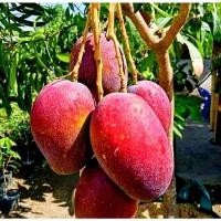 Mango Miyazaki 30 50Cm (Mango miyazaki) live botanical specimen