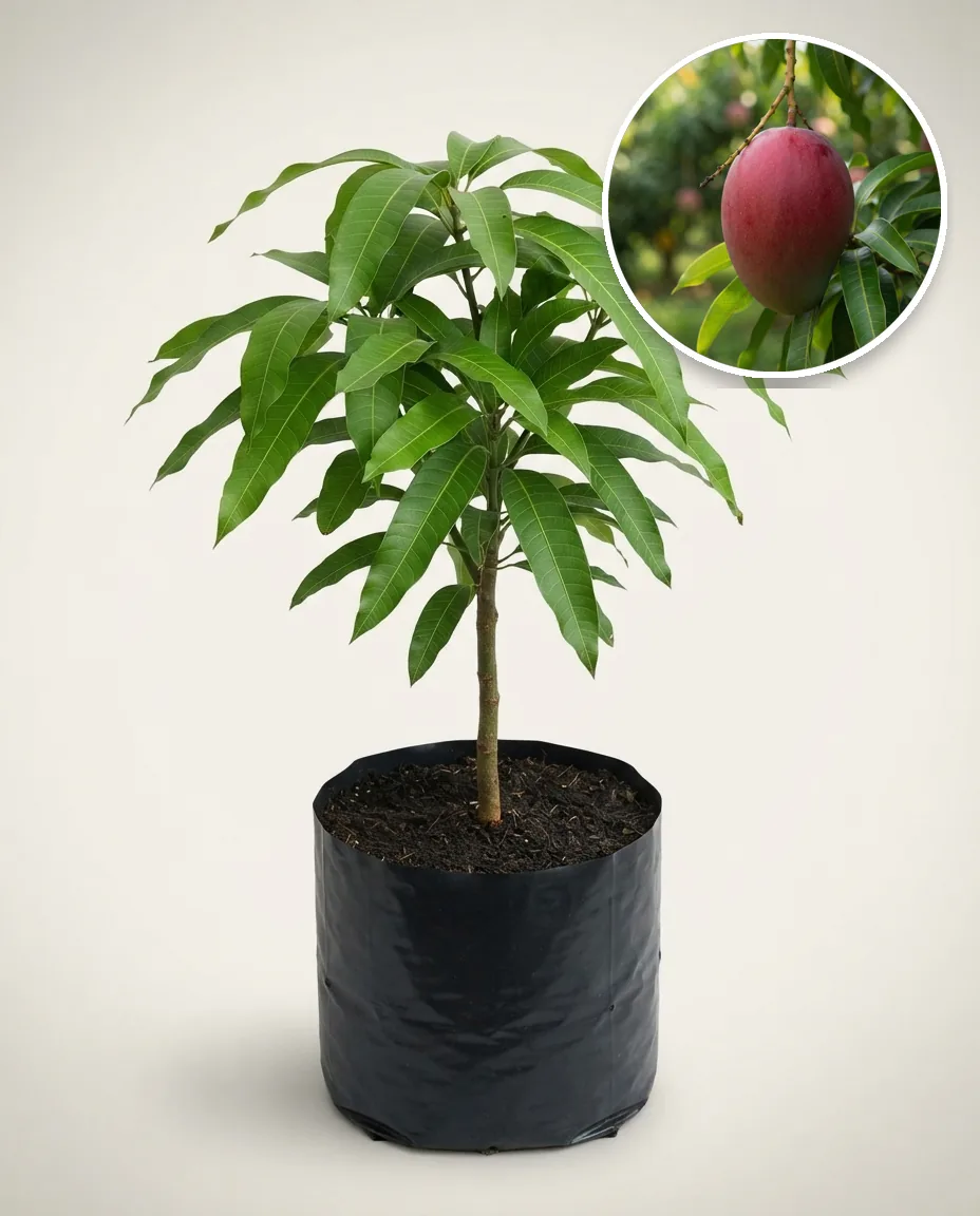 Mango Red Emperor 30 50Cm (Mango red) live botanical specimen
