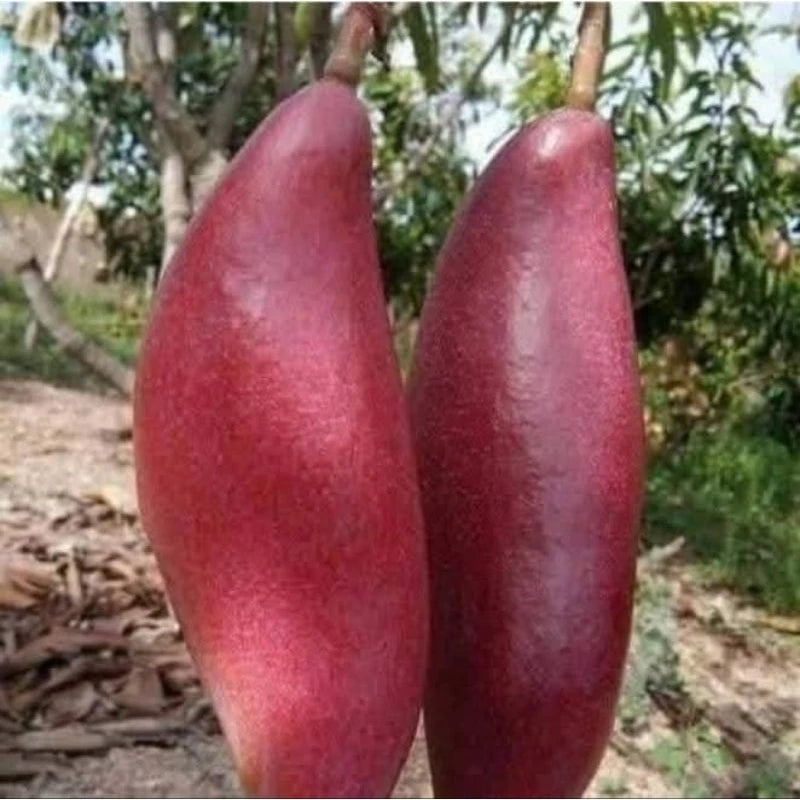 Mango Red Ivory 30 50Cm (Mango red) live botanical specimen