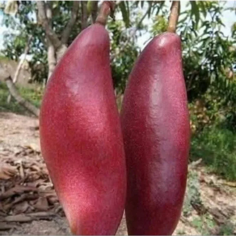 Mango Red Ivory 30 50Cm