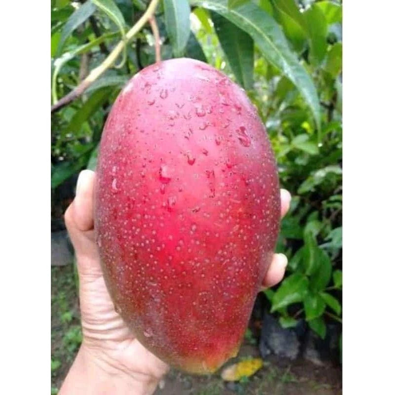 Mango Yuwen Seri 6 30 50Cm (Mango yuwen) live botanical specimen