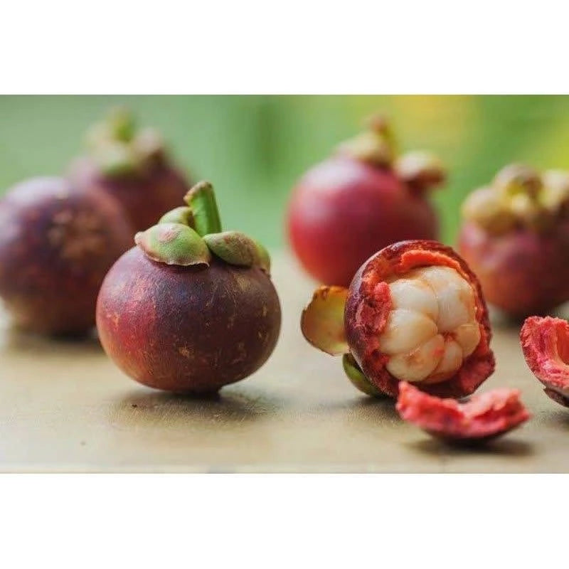 Mangosten Seedless 30 50Cm (Mangosten seedless) live botanical specimen