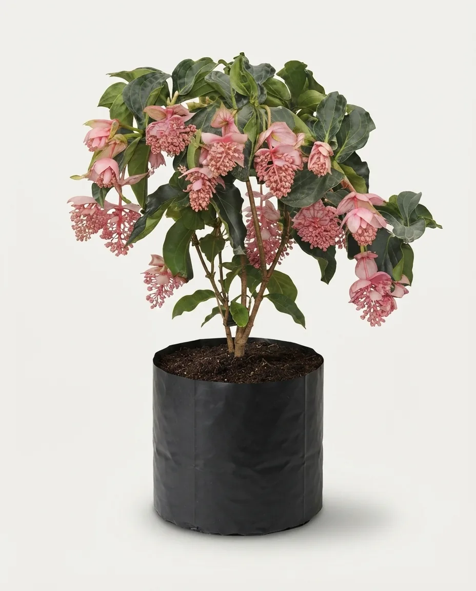 Medinilla Magnifica (Medinilla magnifica) live botanical specimen